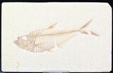 Great Diplomystus Fish Fossil From Wyoming #21887-1